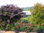 Redbud.jpg (196347 bytes)